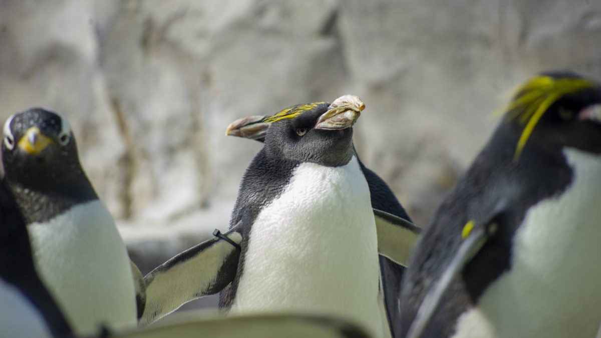 Merlin, the Aquarium’s second-oldest Macaroni Penguin