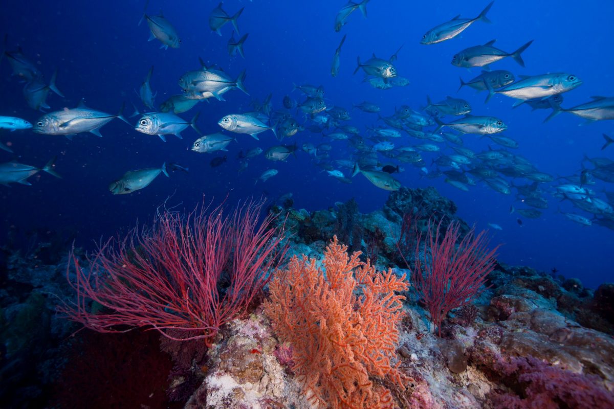 Fish swimming above the coral reef