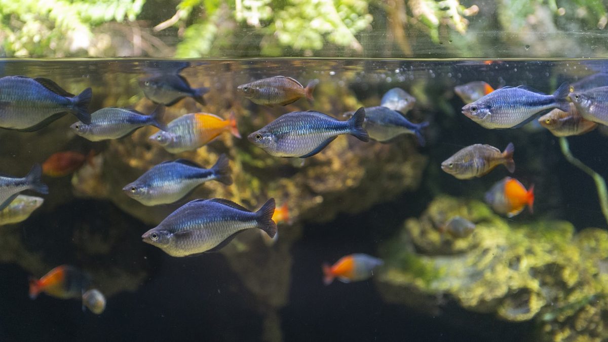 Rivers of the World hero - rainbow fish