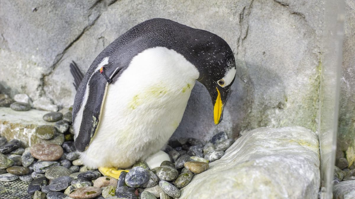Gentoo penguin nesting