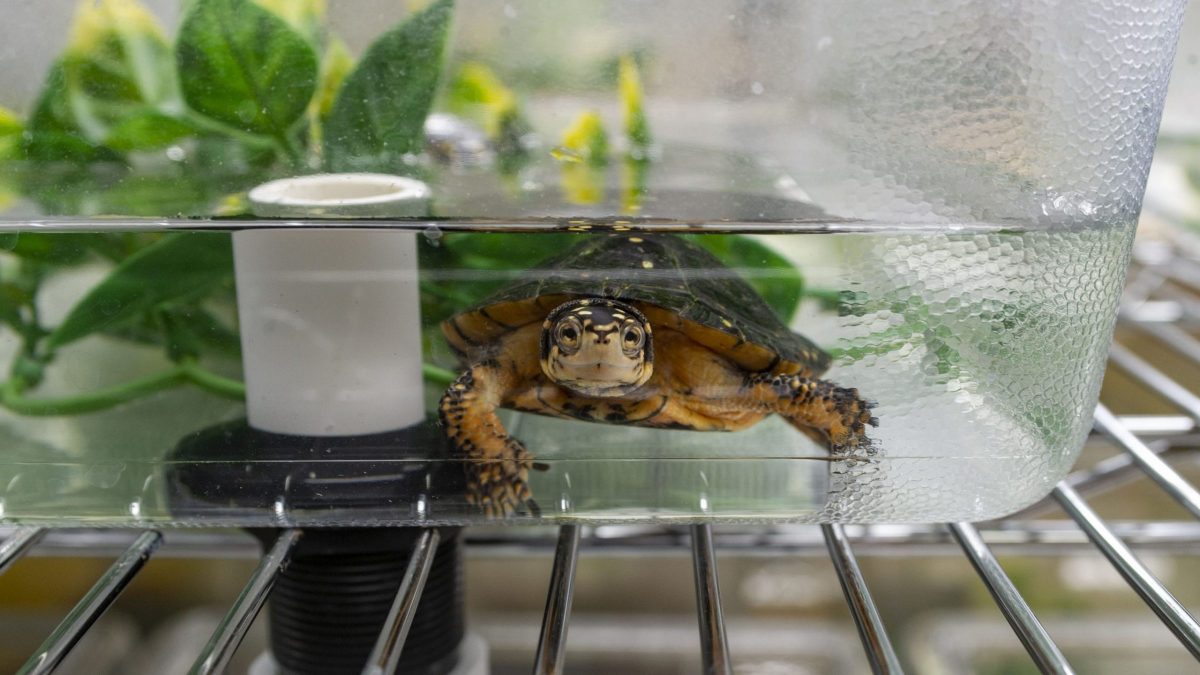 spotted turtle in quarantine