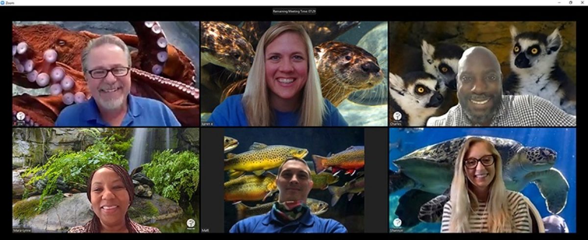 screenshot from a zoom meeting featuring various Aquarium backgrounds