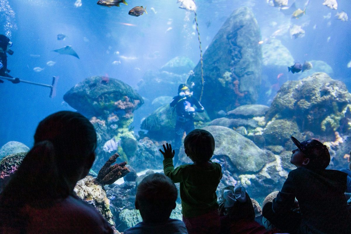 kids looking into the Secret Reef tank