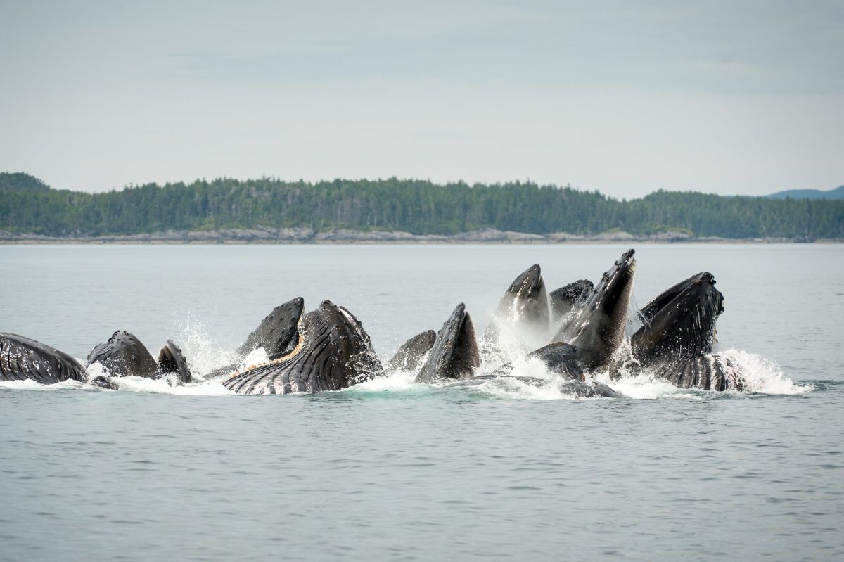 group of Humpback Whales breeching in the ocean