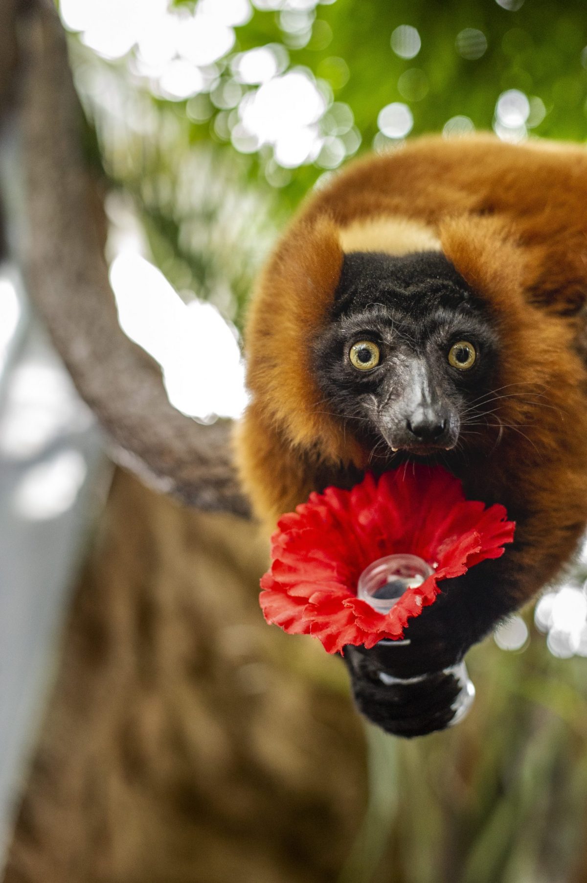 Red-ruffed Lemur Josephine holds a nectar-filled artificial flower during an enrichment activity.