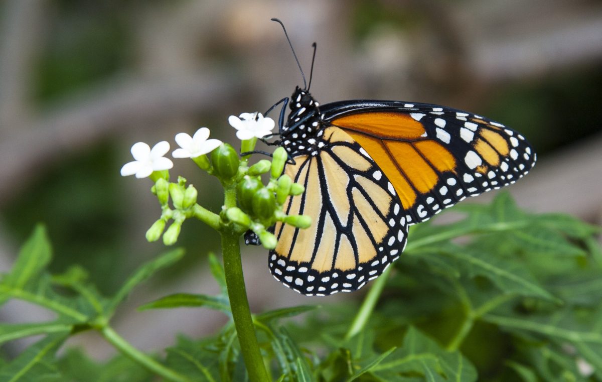 monarch butterfly feeding on nectar plant