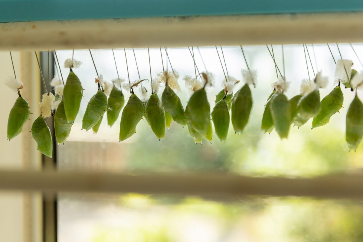 butterfly chrysalises in viewing case