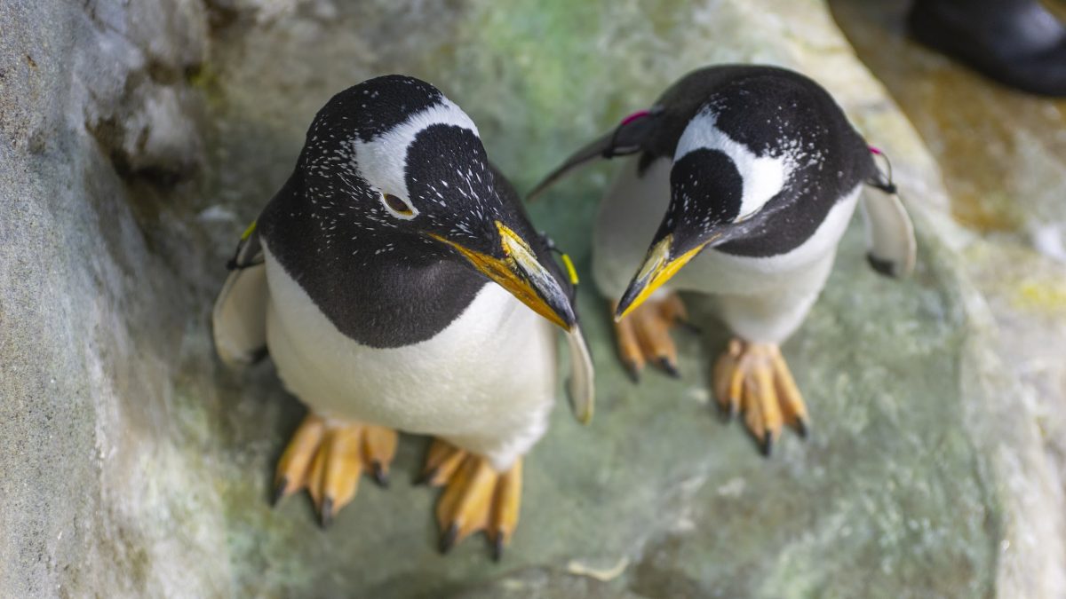 two Gentoo penguins side by side, viewed from above