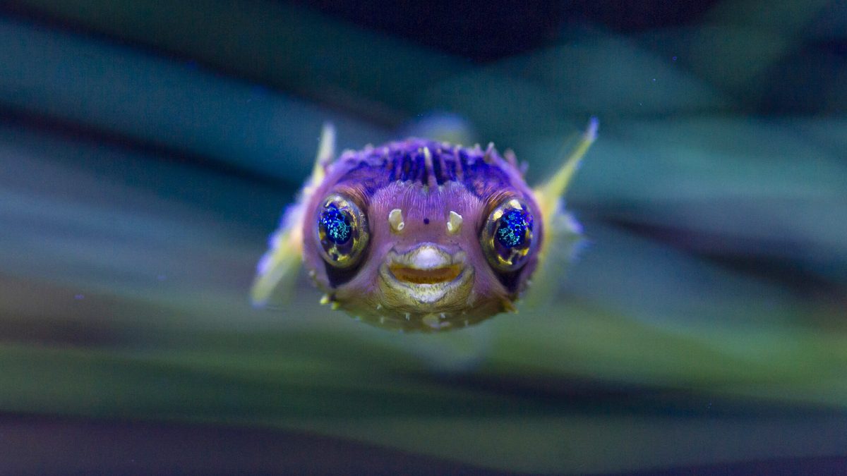 A baby Longspine Puffer Fish swims in the larval fish nursery