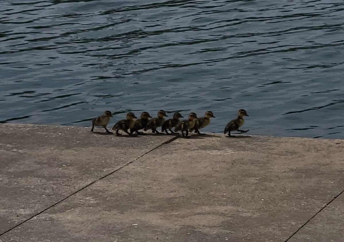 group of ducklings about to dive into Tennessee River