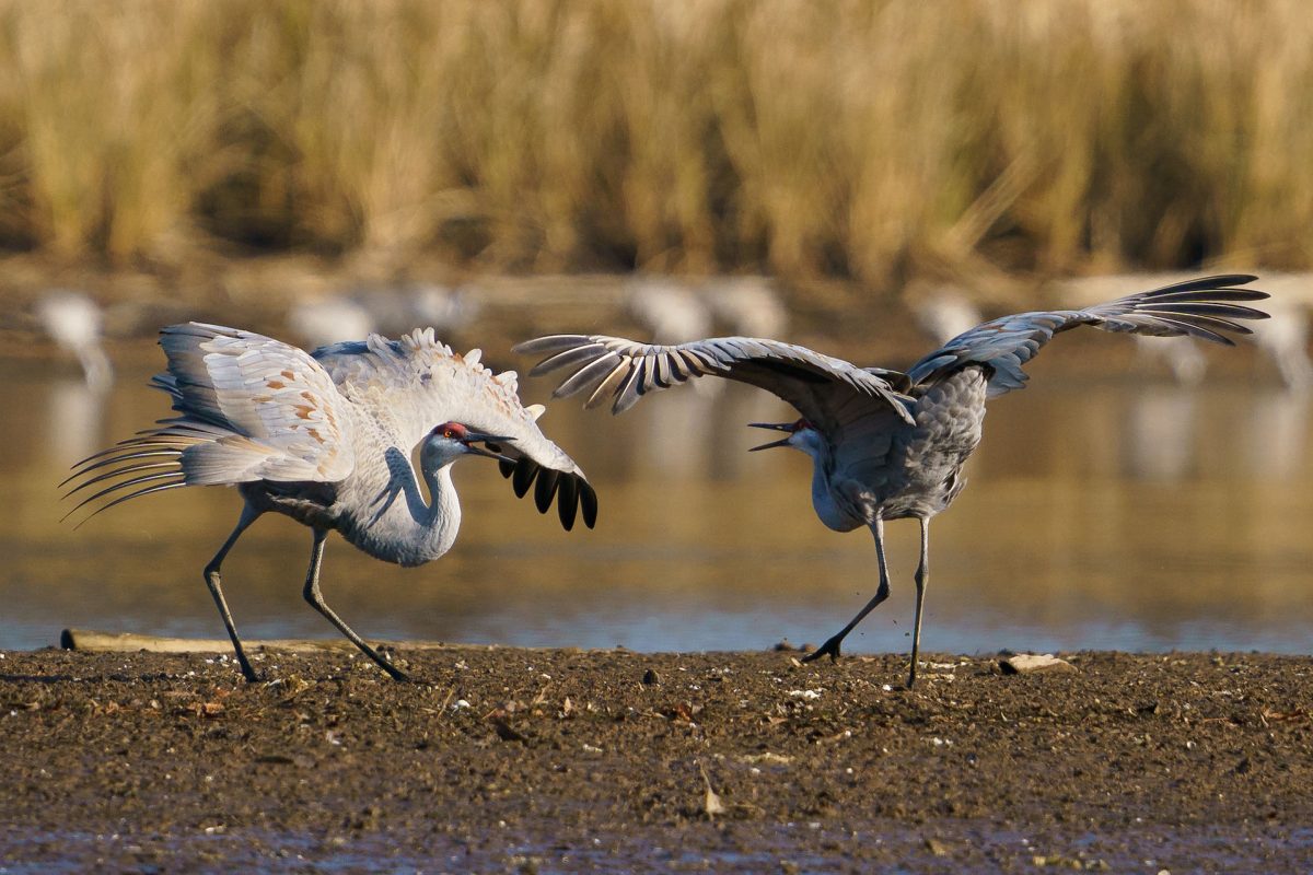 Sandhill cranes performing mating dance