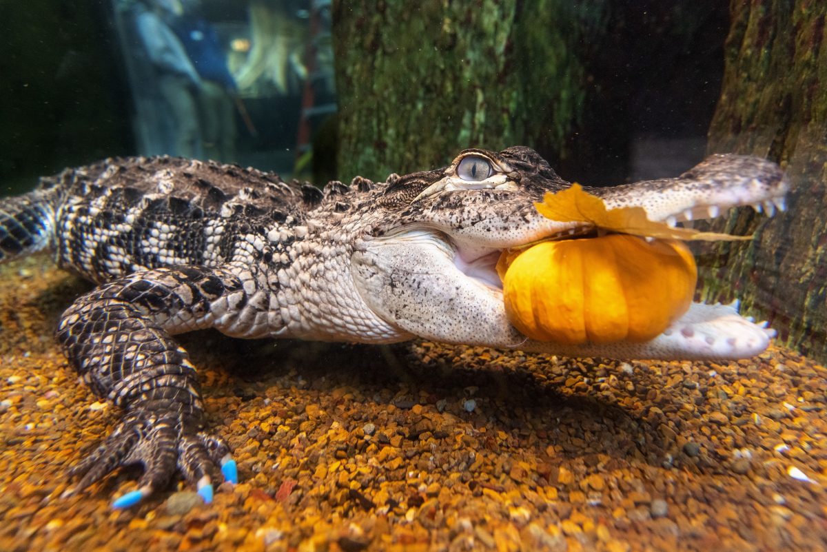 An American Alligator carries a pumpkin in the Tennessee Aquarium's Delta Country swamp.