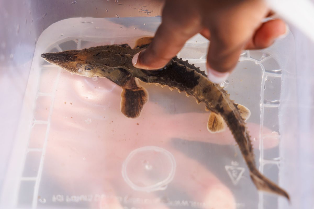 A student from Girls Inc. of Chattanooga touches a juvenile Lake Sturgeon in a container before releasing it into the Tennessee River.