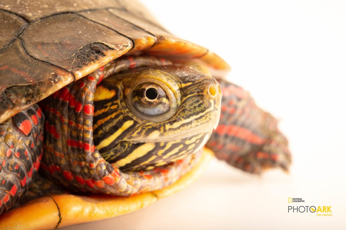 An Eastern Painted Turtle at the Tennessee Aquarium. (Credit Joel Sartore/The Photo Ark)